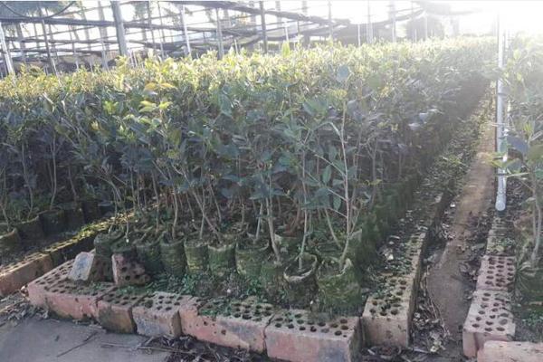 无纺布育苗袋